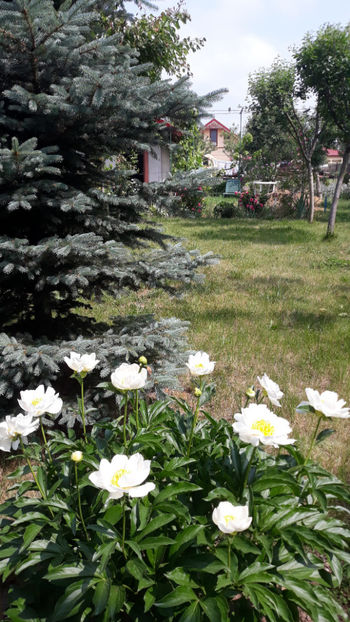  - Gradina si trandafirii 2019