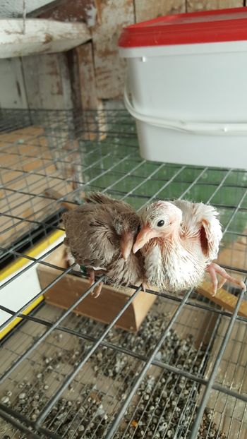  - Razatoare si de matase