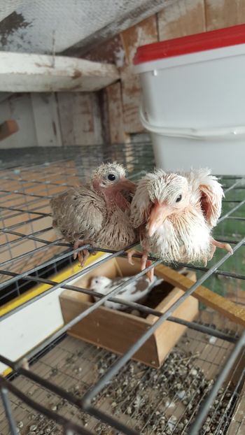  - Razatoare si de matase