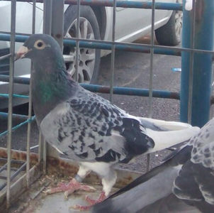 Femela 2011- 193 - Porumbei voiajori la matca