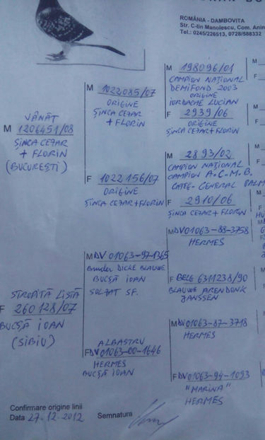pedigreu 2011-193 - Porumbei voiajori la matca