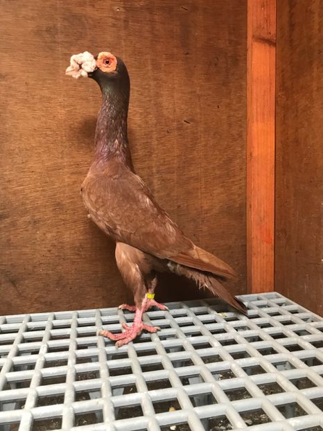 BC581470-7DC3-495F-9CF2-D60EFB5919AA - Carieri