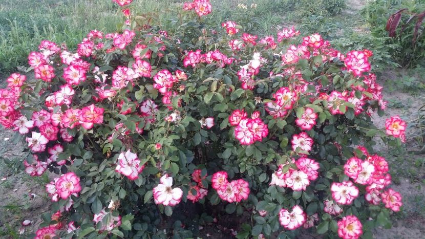  - curtea cu toate cele 2019