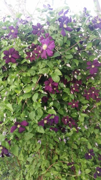  - curtea cu toate cele 2019