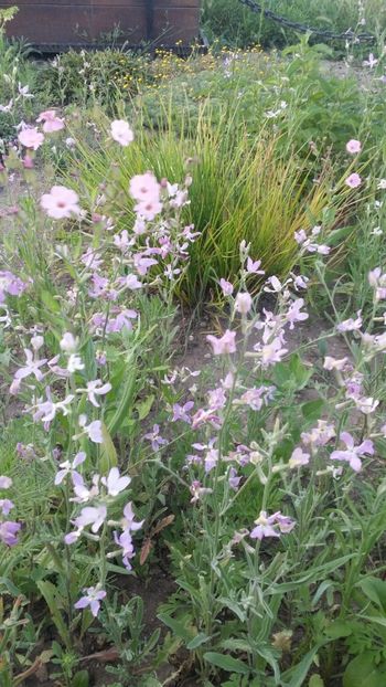  - curtea cu toate cele 2019