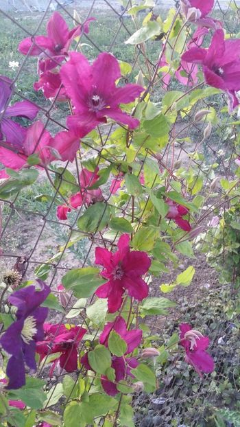  - curtea cu toate cele 2019