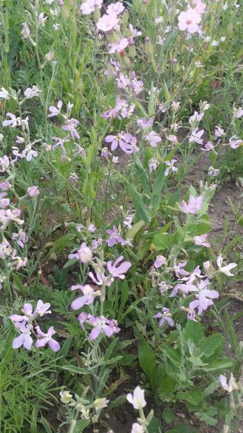  - curtea cu toate cele 2019