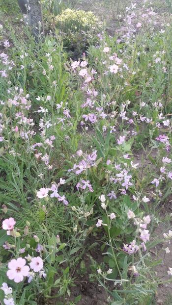  - curtea cu toate cele 2019