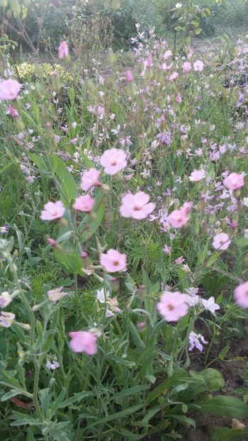  - curtea cu toate cele 2019