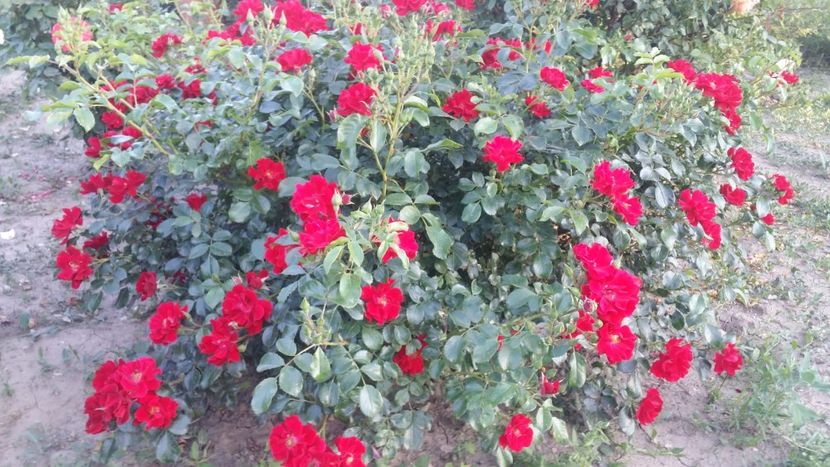  - curtea cu toate cele 2019