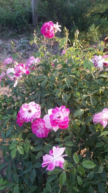  - curtea cu toate cele 2019