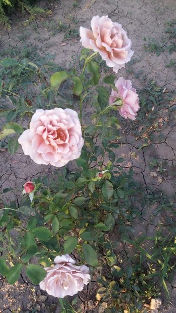  - curtea cu toate cele 2019