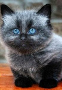 d6fb1eaefdde7aa98b926eef3028940e - CUTE CATS 2019