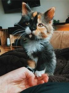 e0113d9f380db42282db98a80307dc2e - CUTE CATS 2019