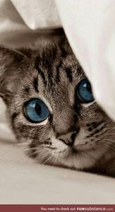 67315519060e202ce3e6ef2bde2c26d7 - CUTE CATS 2019