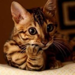 ad3795b960c210850cb0a58bd6994dd9 - CUTE CATS 2019