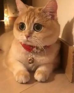 b3d0b4341d4a97f35bd1b9f7ef771079 - CUTE CATS 2019