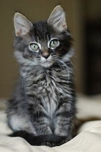 cf1ce73894beea344e89189494f094d6 - CUTE CATS 2019