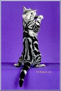 eb9bd739bbb278abe332a3c3385b2abe - CUTE CATS 2019