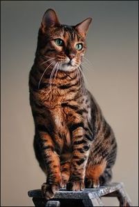 f8ebb9d4823922cc2439b021228db8d4 - CUTE CATS 2019