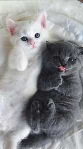 c557f7e70170c8935cbdcf60b87a7098 - CUTE CATS 2019