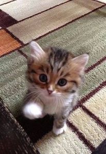 fc71d65909b8637877432760e14c89fd - CUTE CATS 2019