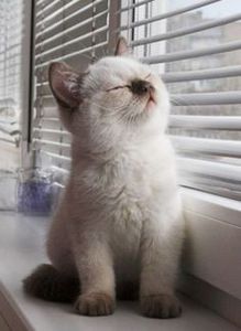 c8510bdb7e77286c7b8f484c36bd5590 - CUTE CATS 2019