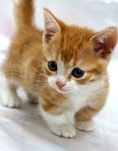 eca32ee5c3c2c768704a7198d60b867d - CUTE CATS 2019