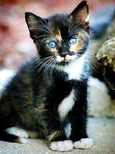 e31b2c2f8ebc0cdfd52f277da43562f0 - CUTE CATS 2019