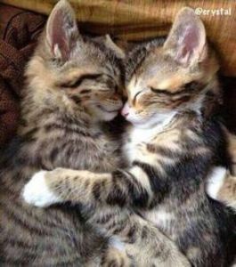 ff210e47312202f8ad921f62165e88fb - CUTE CATS 2019