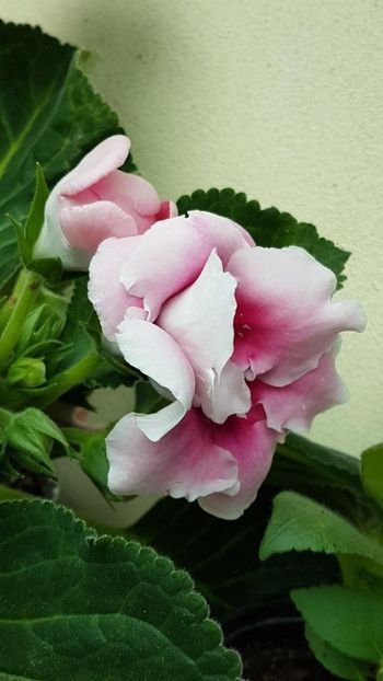 thumbnail - 2019-06-01T203812.522 - GLOXINIA 2019