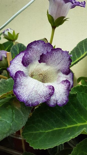 thumbnail - 2019-06-01T203842.271 - GLOXINIA 2019