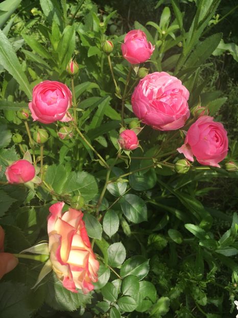 Pomponella - Trandafiri 2019 II