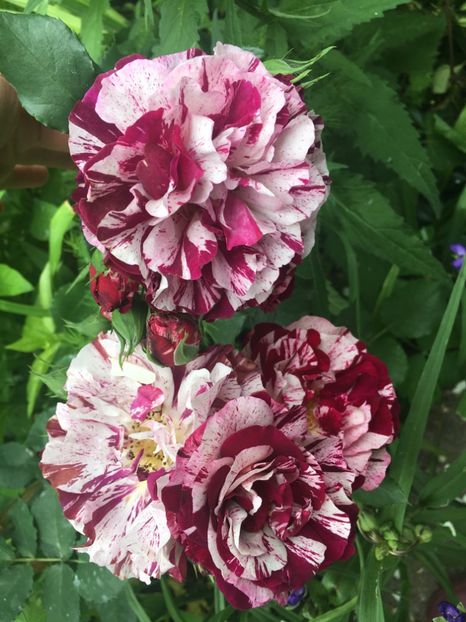 Rosa mystica - Trandafiri 2019 II