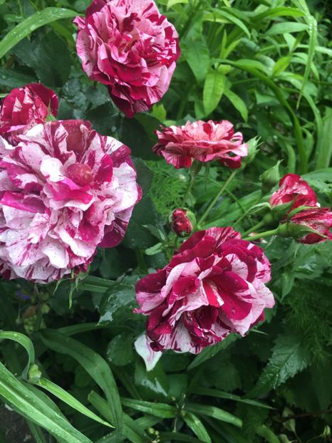 Rosa mystica - Trandafiri 2019 II