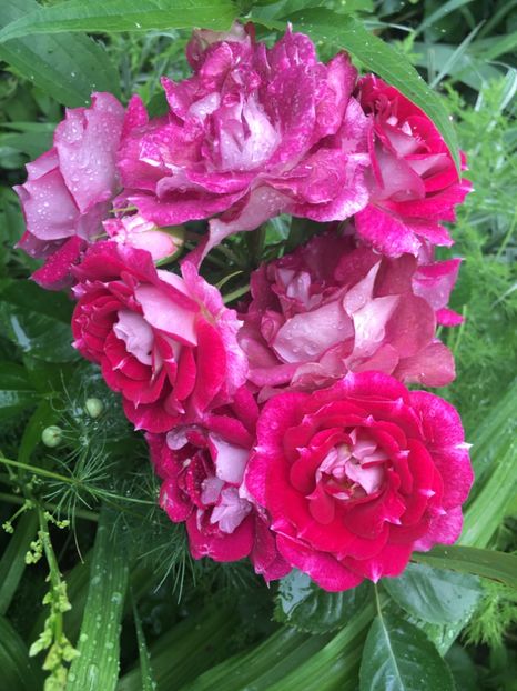 let’ s celebrate - Trandafiri 2019 II