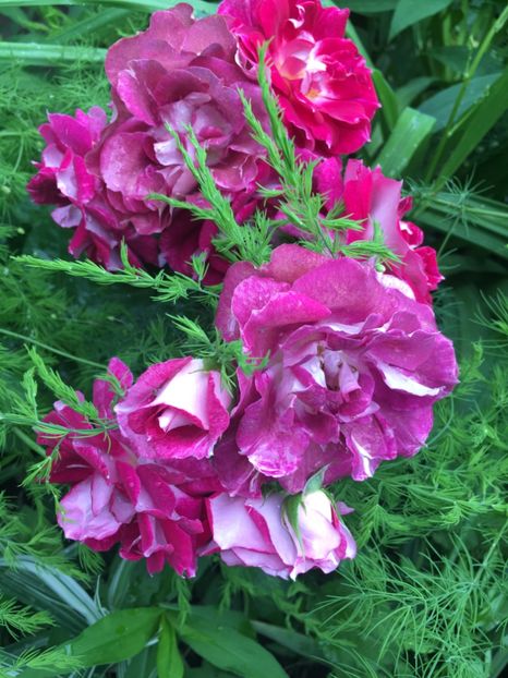 let’s Celebrate - Trandafiri 2019 II