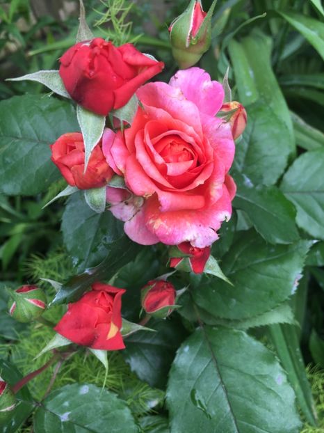 Carmen scarlet - Trandafiri 2019 II