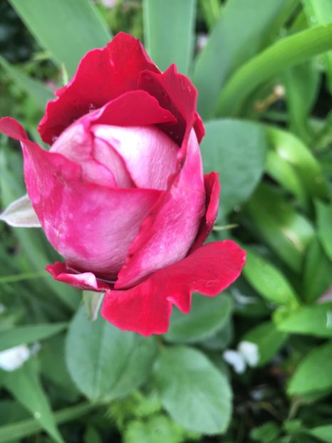 bulgaresc - Trandafiri 2019 II