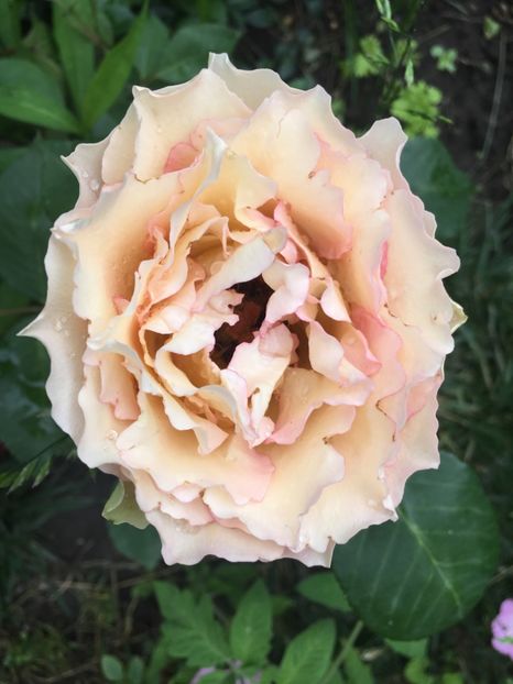 jalitah - Trandafiri 2019 II