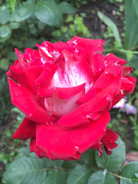 aliantz - Trandafiri 2019 II