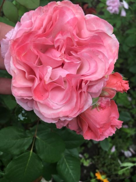 Laurențiu cabrol - Trandafiri 2019 II