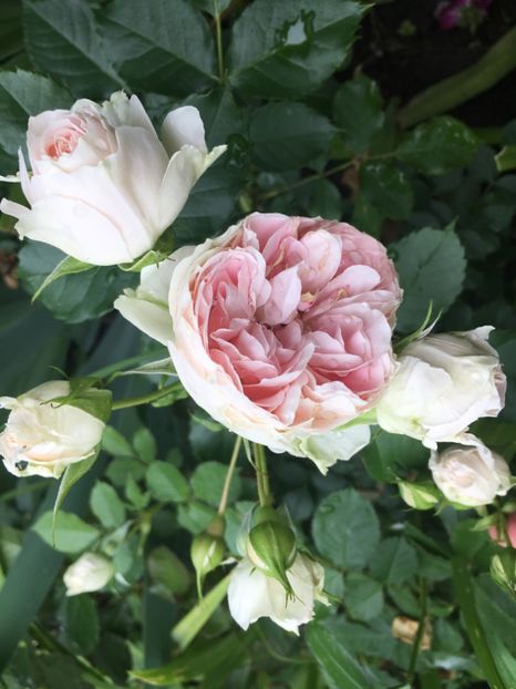 pashima - Trandafiri 2019 II