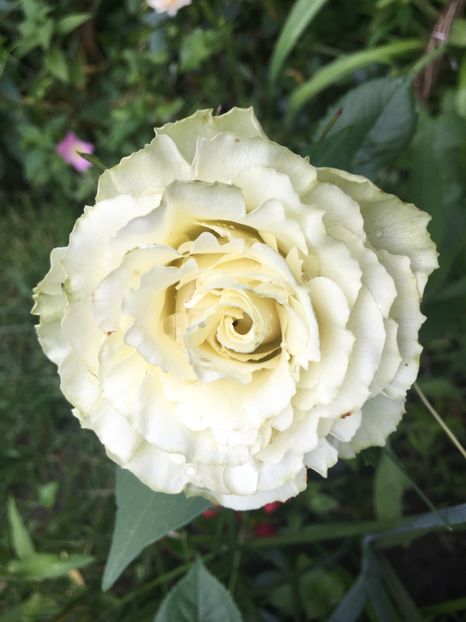 bulgaresc - Trandafiri 2019 II