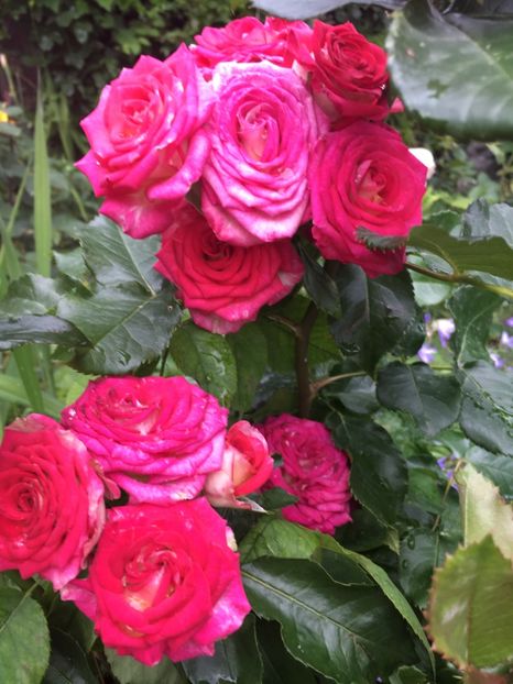 26A6C61A-2100-48C9-9FA9-3D21EE7E437B - Trandafiri 2019 II