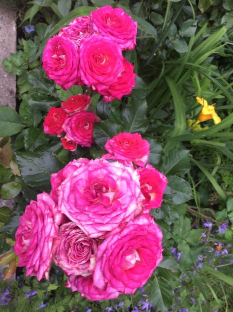 2E47B683-82B3-45E0-BFC5-C21E924BDF28 - Trandafiri 2019 II