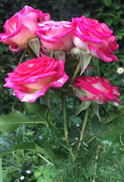 1ECFA195-D1AB-44F2-B7F8-6CA772170F19 - Trandafiri 2019 II