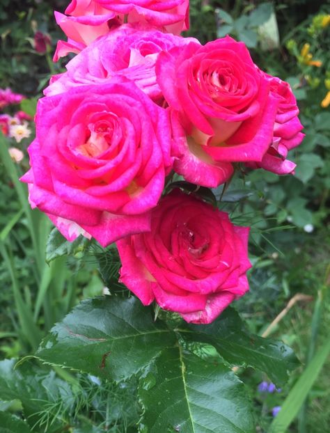 AEEE3D00-EE0C-46ED-934E-439A198D29C5 - Trandafiri 2019 II