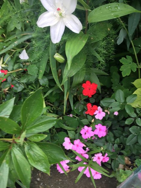 BC5504B0-B1FD-496E-907E-F5317B7C1870 - Trandafiri 2019 II