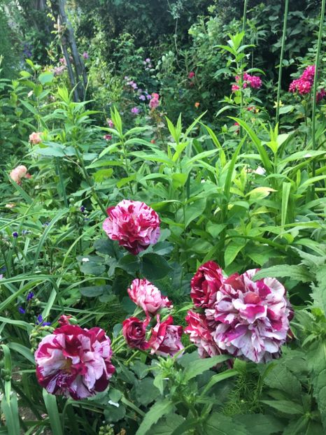 1AC1F747-CEF1-44C0-8416-7F4170B1F89B - Trandafiri 2019 II